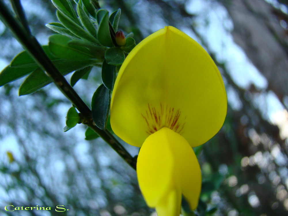 Cytisus scoparius
